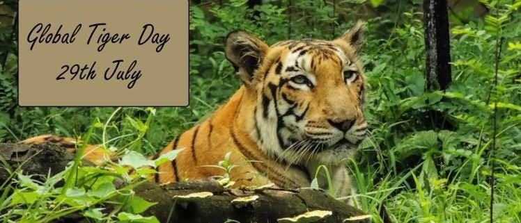 Global Tiger Day: 29 July ग