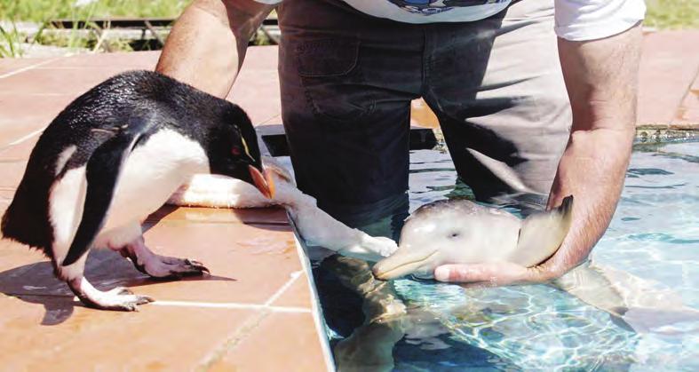 Penguin, mitim Dolpin DOLPIN, ating bai yumi klia long en.