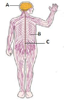 Identify, name and label the organs of the body system shown in