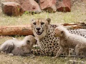 SC allows Centre to introduce the African cheetah from Namibia to a suitable habitat in