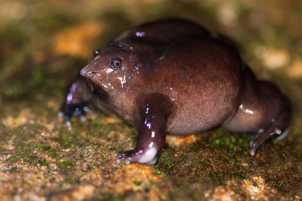 Purple frog could be soon designated as Kerala s state amphibian.