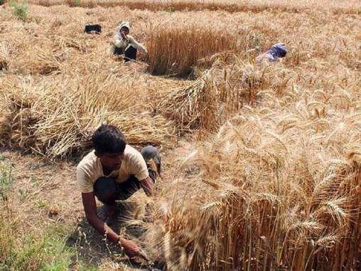 The Agriculture Ministry has said that sowing area coverage of Summer Crops has increased significantly in the country. About 34.