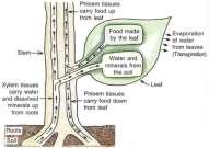 Q.12 Observe the diagram given below and try to figure out how water from soil reaches the leaves. a. Which part of the plant absorbs water from the soil? b. How is absorbed water conducted in the plant body?