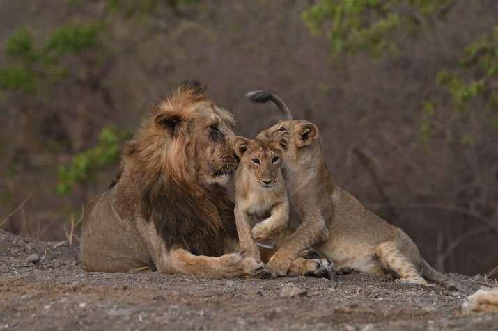 The Gujarat forest department said that the number of Asiatic lions in the Gir forest region has increased by 29 per cent to 674.