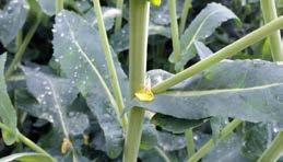 PĄKOWANIE Ochrona fungicydowa na zielony/żółty pąk 6 Od kilku lat zauważamy zwiększenie presji występowania zgnilizny twardzikowej.
