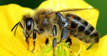 KWITNIENIE 8 W okresie kwitnienia powinniśmy stosować tylko produkty bezpieczne dla pszczół i innych owadów zapylających! Pamiętaj!
