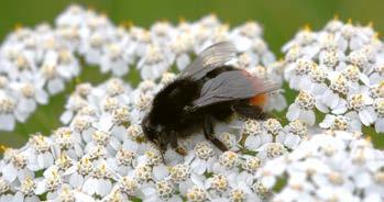 To dzięki nim uzyskujemy wyższe plony rzepaku, dlatego ich bezpieczeństwo jest w naszym interesie: Pszczoła miodna zabieg wykonuj bezwzględnie