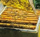 Jak pomagam pszczołom w zbieraniu nektaru?