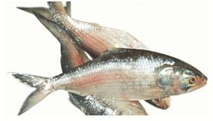 4.Bangladesh govt : Allowed limited export of Hilsa fish to India ब द श सरक र : भ रत क ह मछल क