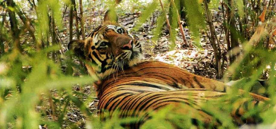 Important National Park and Wildlife Sanctuaries in Maharashtra Chandoli National Park Gugamal National