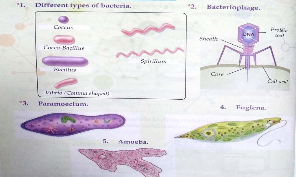 4) Which living organisms are included in the kingdom Monera? Ans. All types of bacteria and blue green algae are included in the kingdom Monera.. Q. No. 6 Who am I?