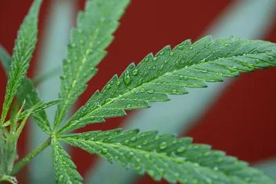 Lebanon becomes 1st Arab nation to legalise cannabis farming.