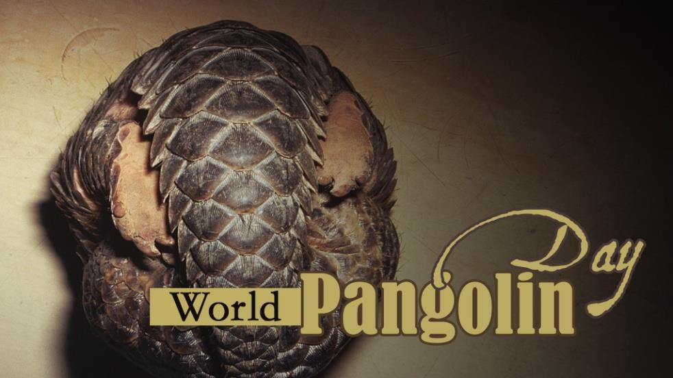 13.World Pangolin Day 2021: 20 February(10th edition) नवश व प ग न नदवस 2021: 20 फरवर (10 व स स करण) Celebrated on the Third Saturday of February every year.