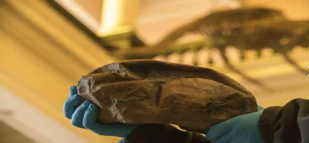 More than a 66-million-year-old egg found in Antarctica अ ट