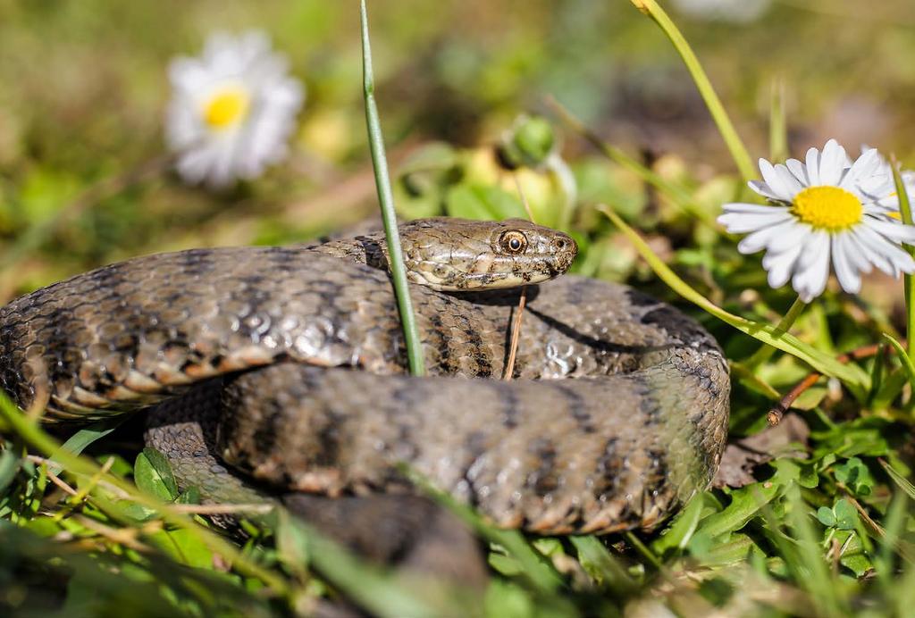 Kevät on käärmeiden aikaa Eurooppalainen kyy (Vibera berus) on ainoa Suomessa elävä myrkkykäärme. Kyykäärmeet suosivat aurinkoisia elinympäristöjä, kuten hakkuuaukeita ja kallioisia maastoja.