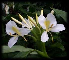 Know Your Biodiversity Hedychium choronarium Swaran Lata and Dr. P.B. Meshram Tropical Forest Research Institute, Jabalpur Hedychium choronarium is commonly known as Butterfly ginger lily, Gulbakawali and White ginger lily.