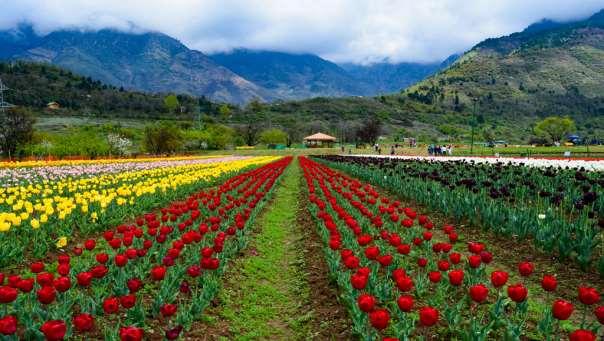 Indira Gandhi tulip garden is present in which of the following state?