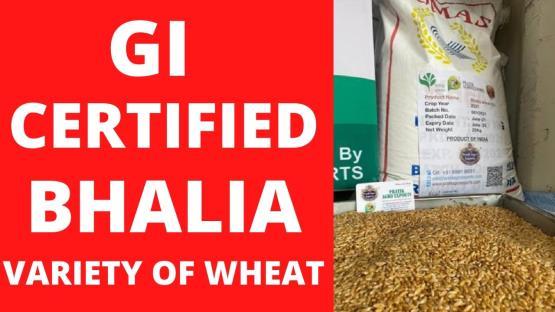 News Highlights Export of GI certified Bhalia Wheat In a major boost to wheat exports, the first shipment of Geographical Indication (GI) certified Bhalia variety of wheat was exported today to Kenya
