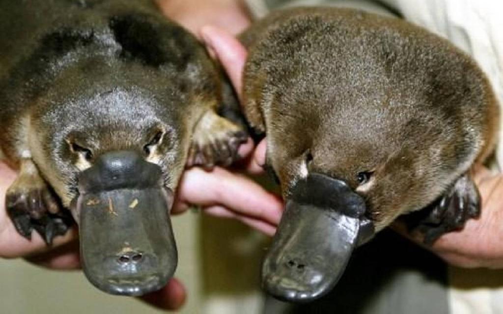 7.Which country has planned to develop the world s first dedicated sanctuary for duck-billed mammal, Platypus?