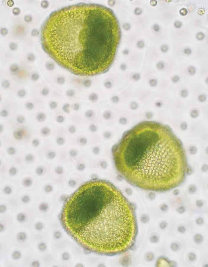 [Illustration of algae (small green