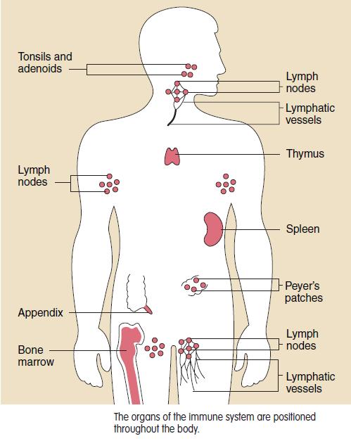 पररपक व ह त ह ल म फ स इट स यह प र शर र म र नकल ओ मदद स घ मत रहत ह यह कश ए लस प रण ल (system of lymphatic आक त 1The lymph node contains numerous
