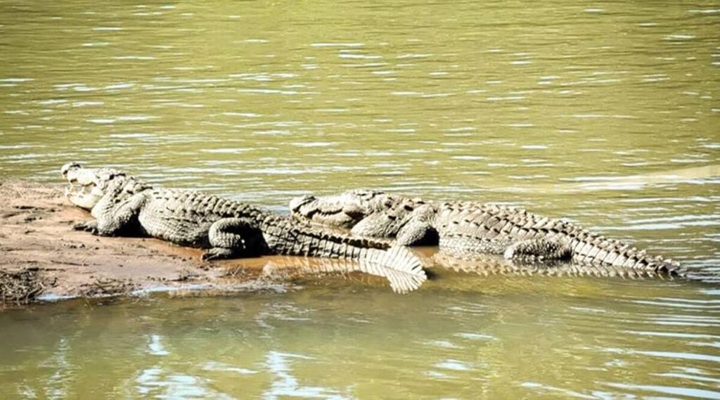 Karnataka gets its first ever crocodile park