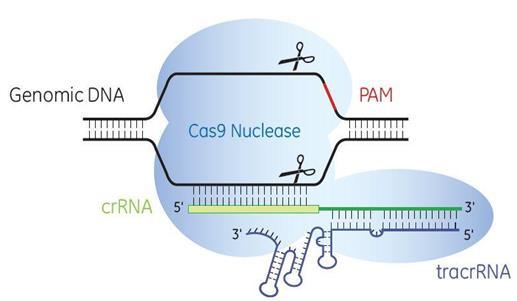 CRISPR / Cas9 क य ह?