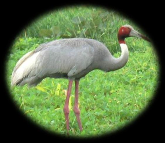 Know your biodiversity Swaran Lata and Dr. P.B. Meshram Tropical Forest Research Institute, Jabalpur Grus antigone Grus antigone is commonly known as Sarus Crane.