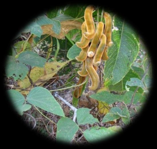 Mucuna pruriens Mucuna pruriens is one of the most popular medicinal plants of India and is constituent of more than 200 indigenous drug formulations.