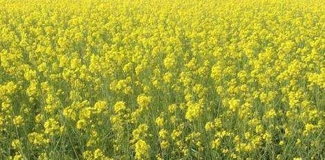 Rapeseed-mustard is an important annual oilseed crop contributing about 34 per cent of the primary source of edible oil. The area and production of rapeseed-mustard during 2014-15 was 5.